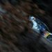 Bouffier reforça liderança e VW recuperam